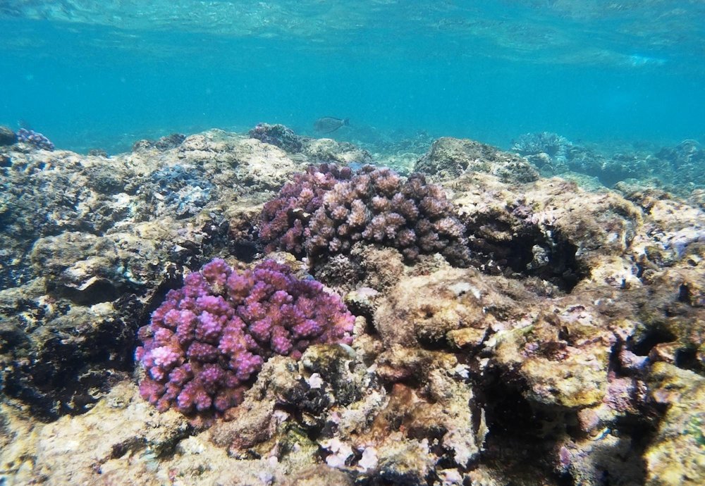 Coral Watching