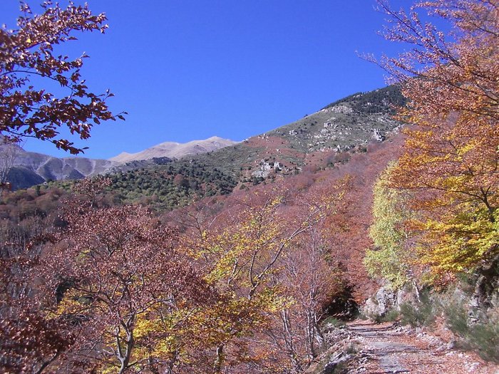 Imagen 7 de Can Coll de Pincaró