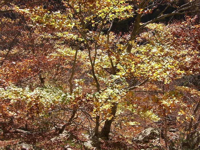 Imagen 3 de Can Coll de Pincaró