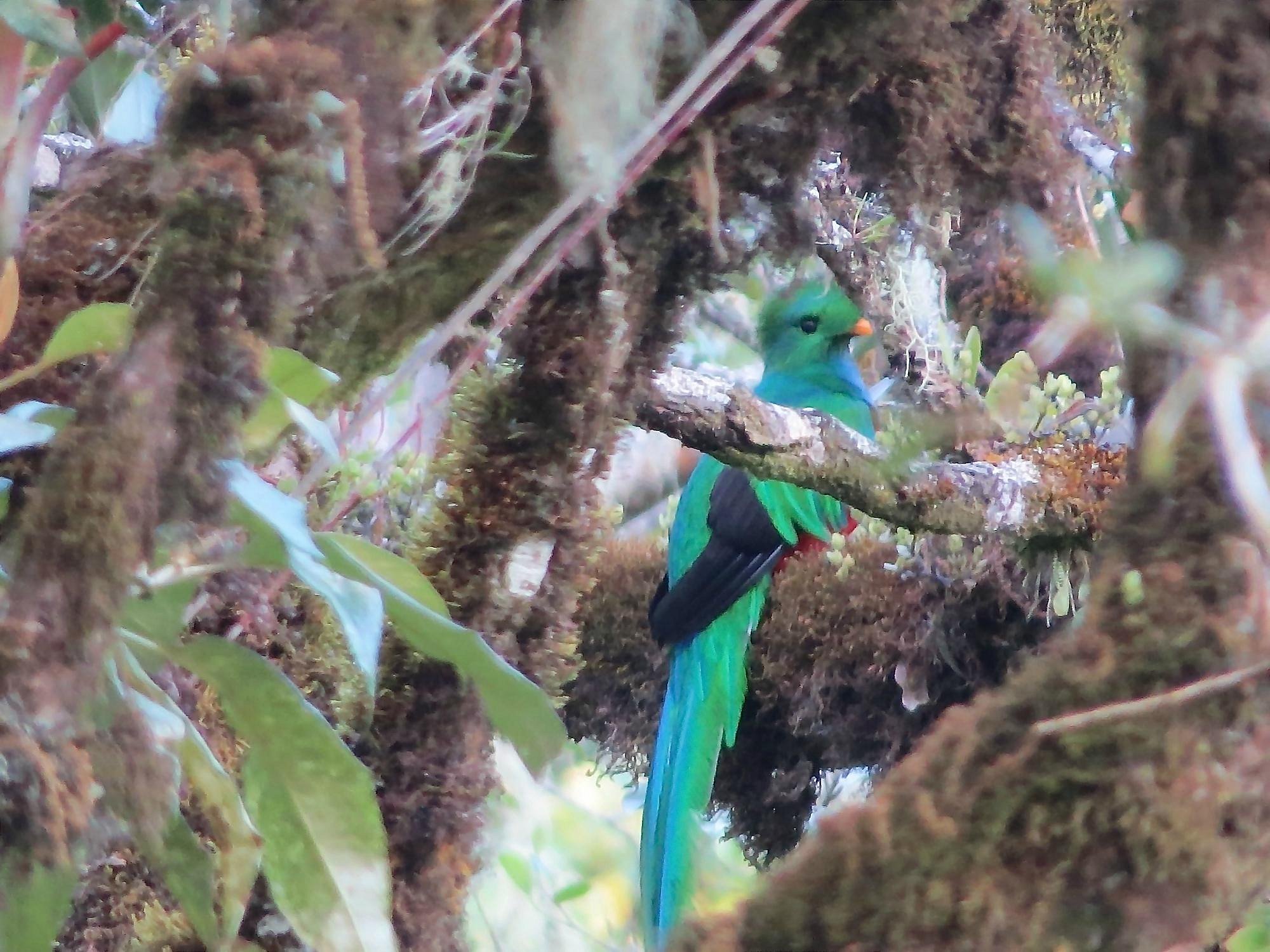 birding trip costa rica