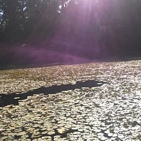 Laguna con Flor de Loto hermosa!