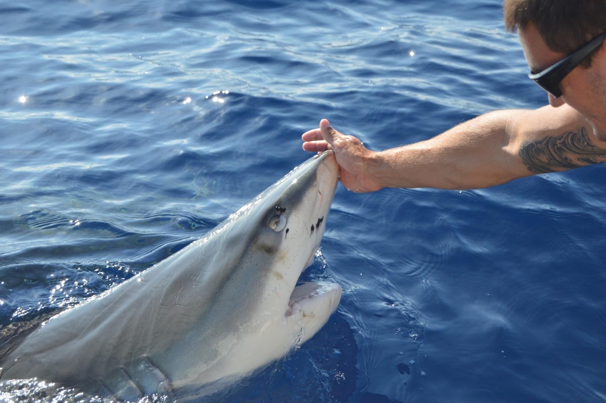 Hawaii Shark Encounters (Haleiwa) - All You Need to Know BEFORE You Go