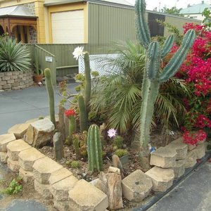 Catus Garden at Driveway