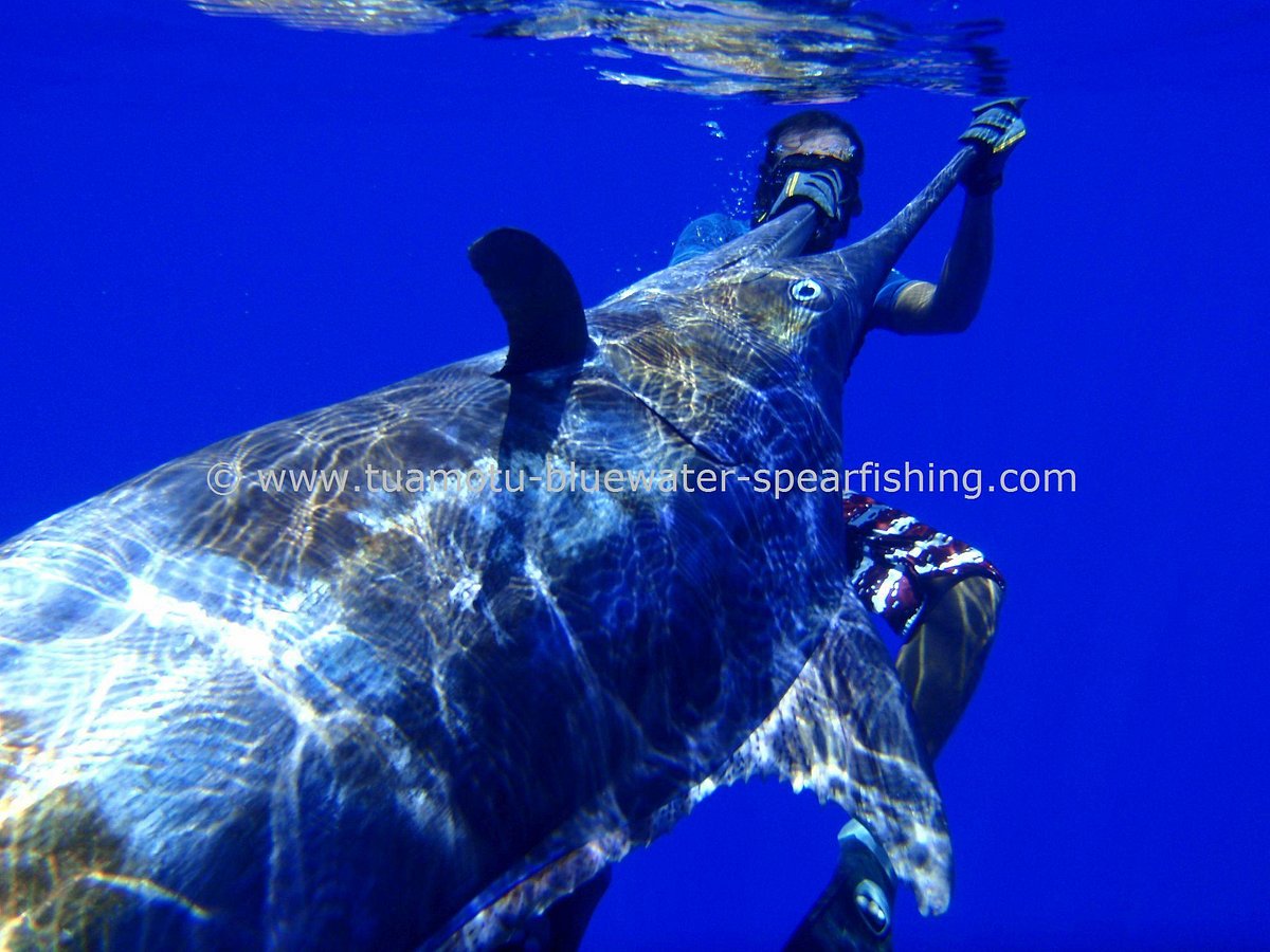 Secta 3atm bluewater float – Secta Spearfishing