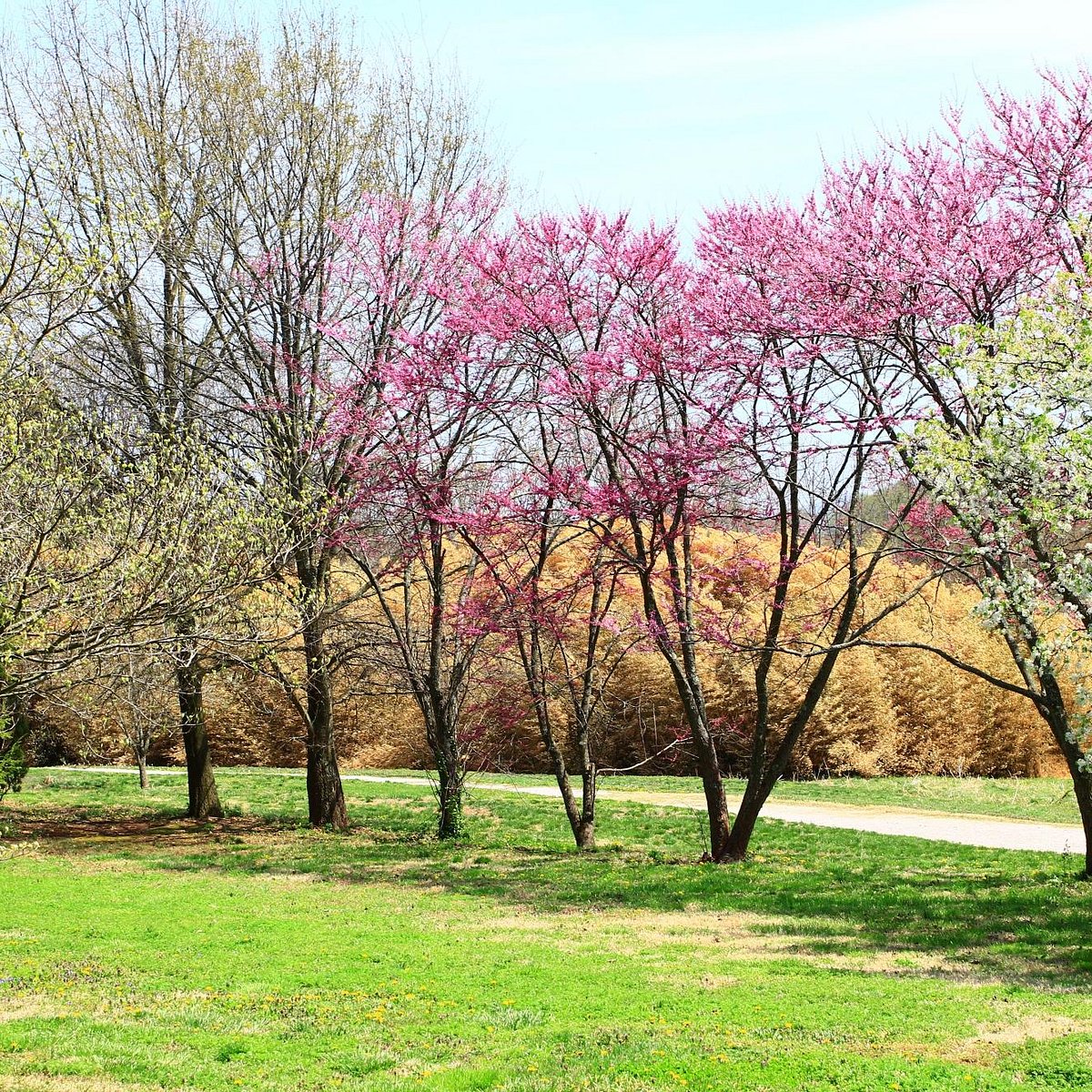 Knoxville Botanical Garden - All You Need to Know BEFORE You Go