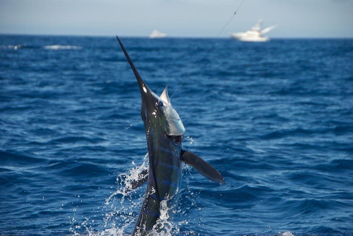 Let's Not Be So Worried About the Marlins Just Yet - Fish Stripes