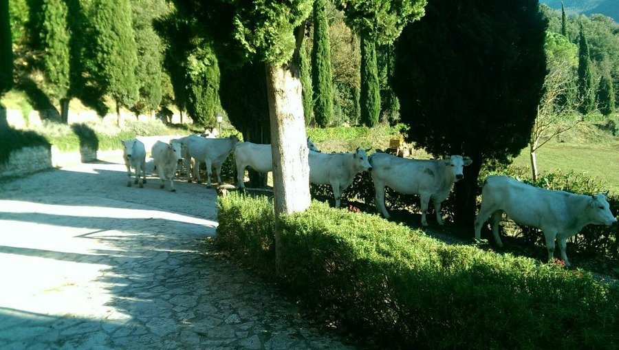 Al cancello di ingresso dell'albergo!!