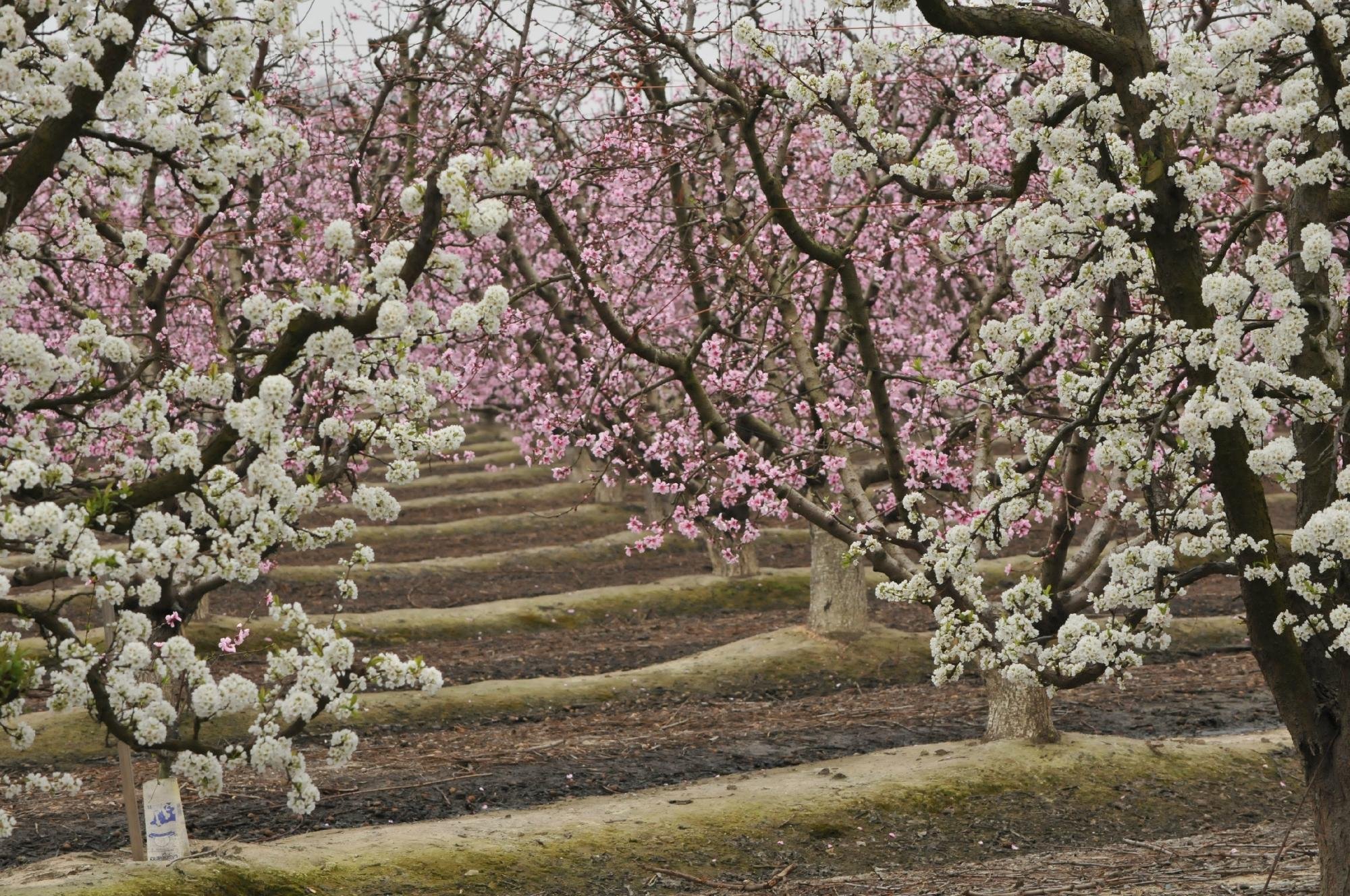 Blossom Trail (Fresno) - All You Need To Know BEFORE You Go