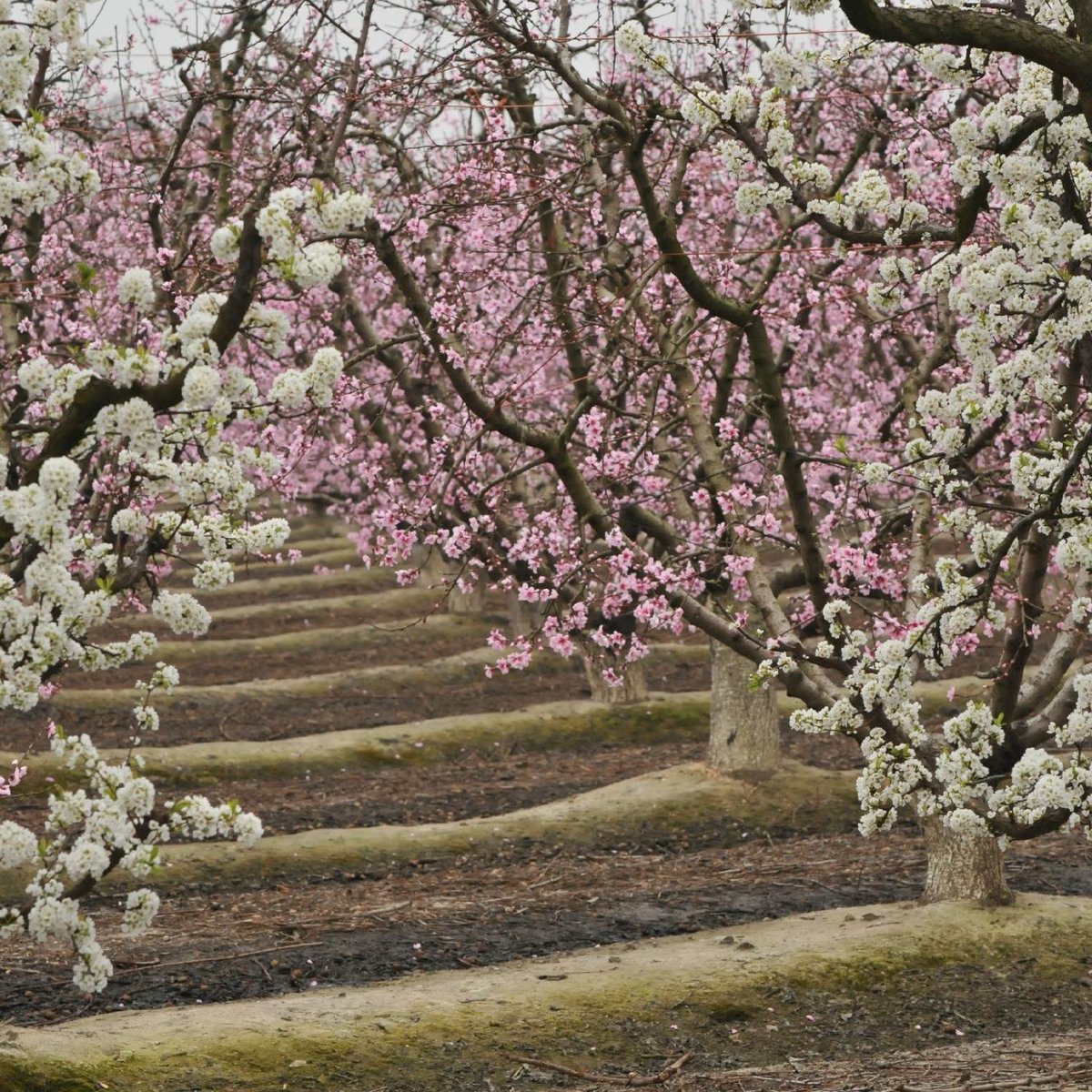 Blossom Trail (Fresno) 2022 Ce qu'il faut savoir pour votre visite