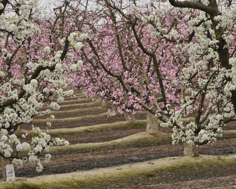 DIE TOP 10 Sehenswürdigkeiten in Fresno 2023 (mit fotos) Tripadvisor
