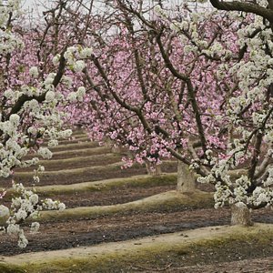 Shinzen Japanese Garden Fresno - 2021 All You Need To Know Before You Go With Photos - Tripadvisor