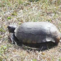 Lake Lizzie Nature Preserve (Orlando) - All You Need to Know BEFORE You Go