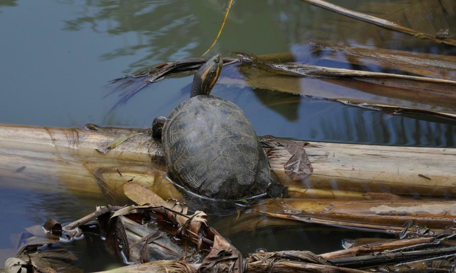 black river turttle