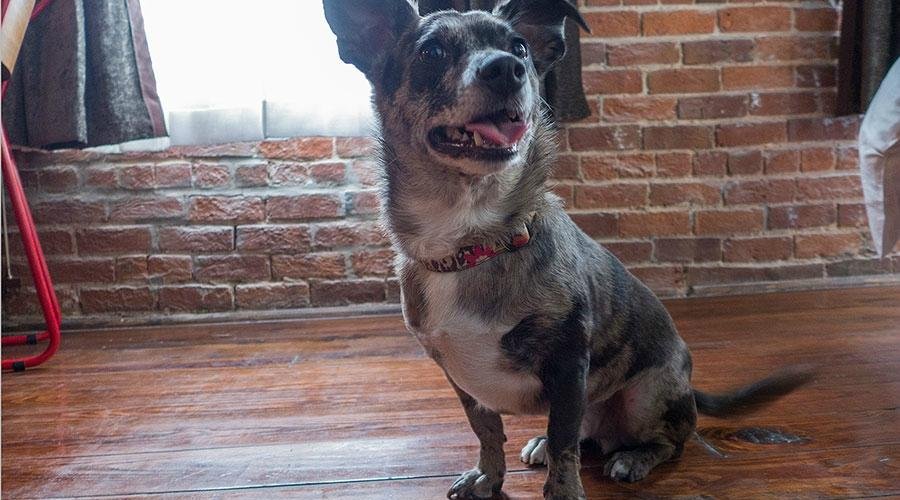 Our hotel is pet friendly!