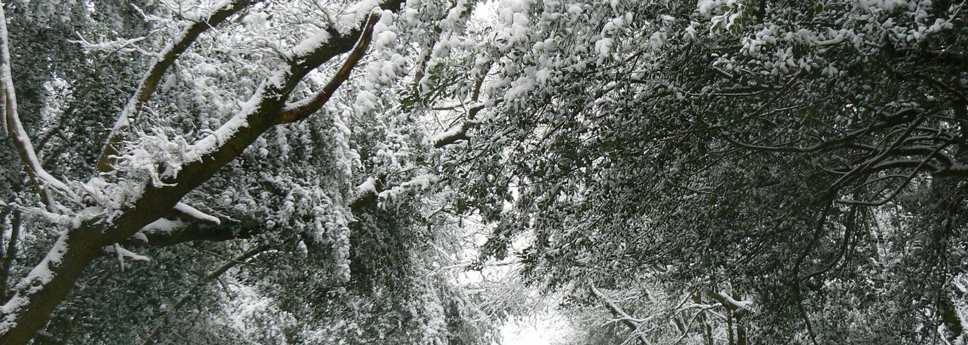 Winter wonderland in Hampshire!