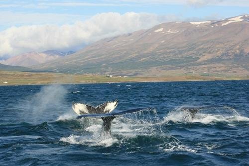 Arctic Sea Tours Whale Watching (Dalvik) - All You Need to Know BEFORE ...