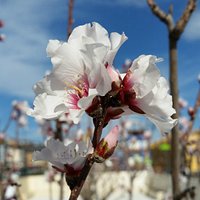 Se adelanta la primavera en Bulevar San Pedro