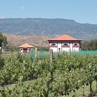 Viñedo