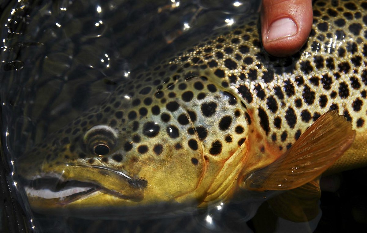 Night Fishing for Brown Trout - Caffeinated Fly FisherCaffeinated Fly Fisher