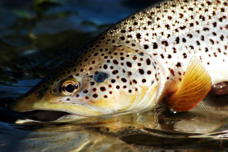 Night Fishing for Brown Trout - Caffeinated Fly FisherCaffeinated Fly Fisher