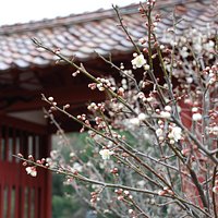 Kanzeonji