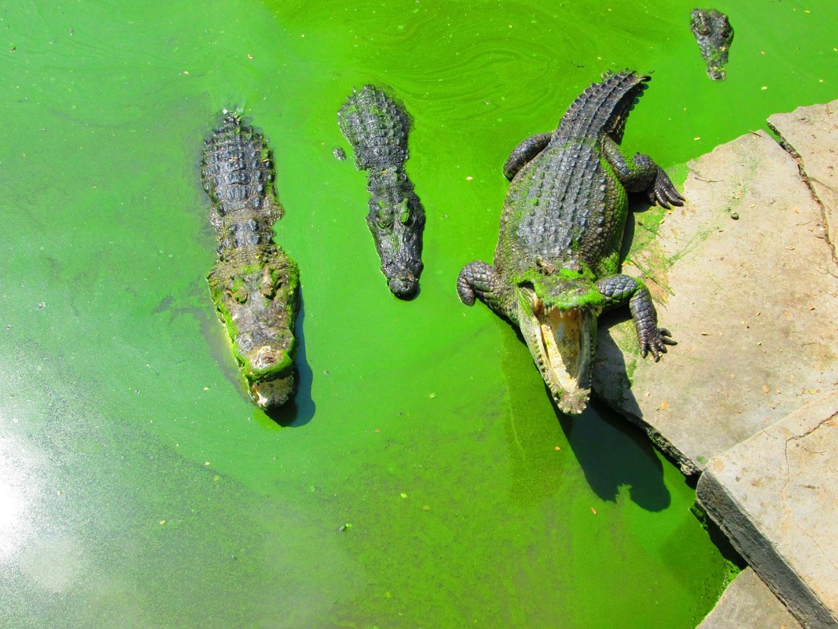 Samut Prakan Crocodile Farm and Zoo, Самутпракан: лучшие советы перед  посещением - Tripadvisor