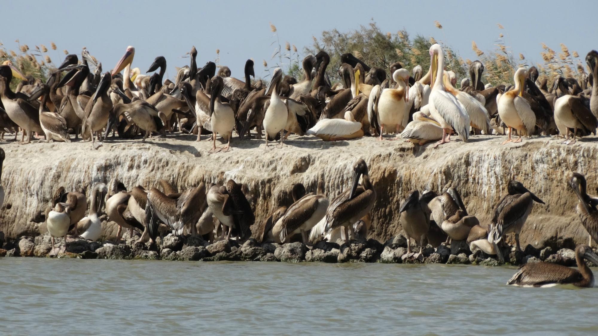 Tourisme à Saint-Louis 2023 : Visiter Saint-Louis, Sénégal