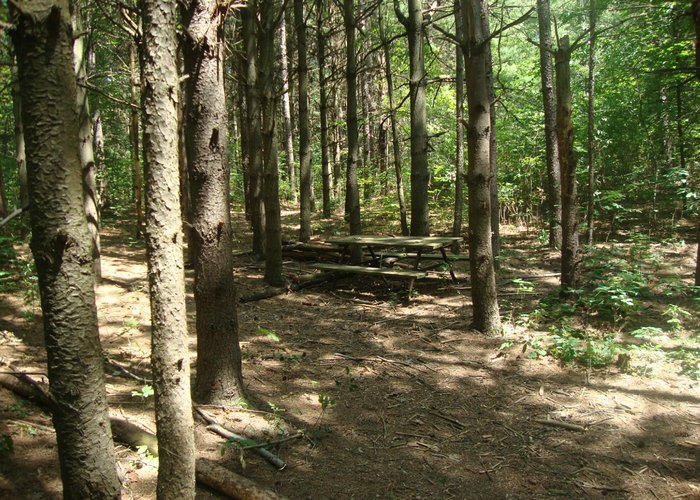 Trails in the woods by area 4