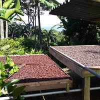 cacao farm