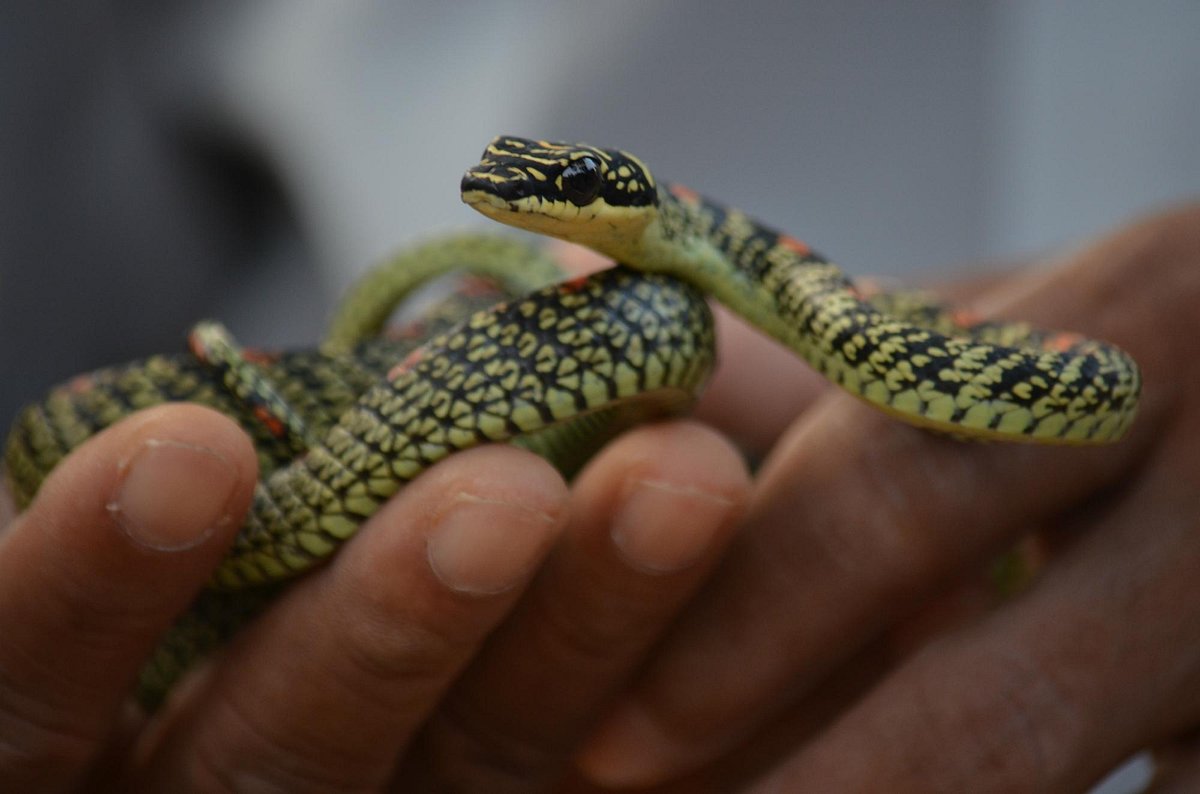 Snake Farm Thelijjawila, Велигама: лучшие советы перед посещением -  Tripadvisor