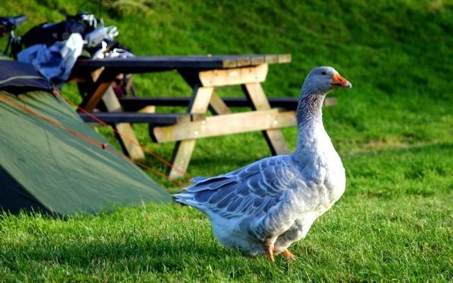 A visitor for lunch!