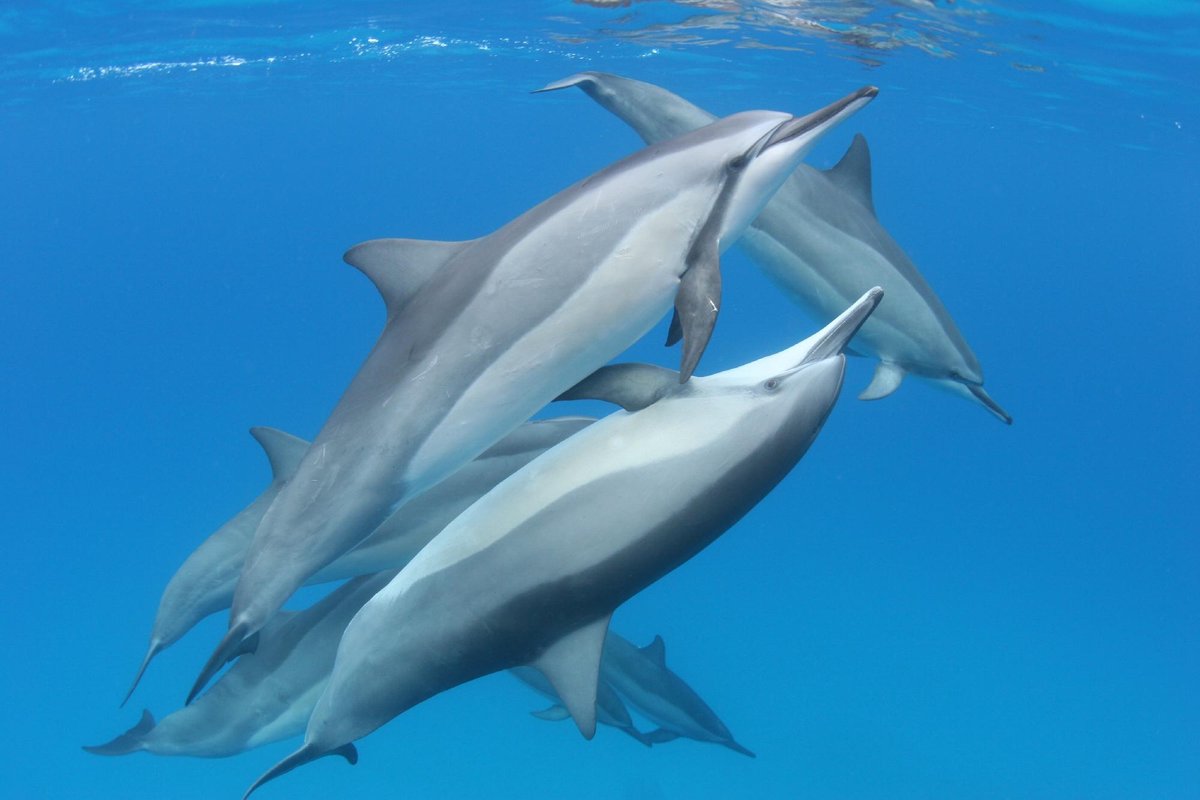 Dolphin Discoveries (kailua-kona) - All You Need To Know Before You Go