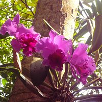Cattleya blooming March 2015