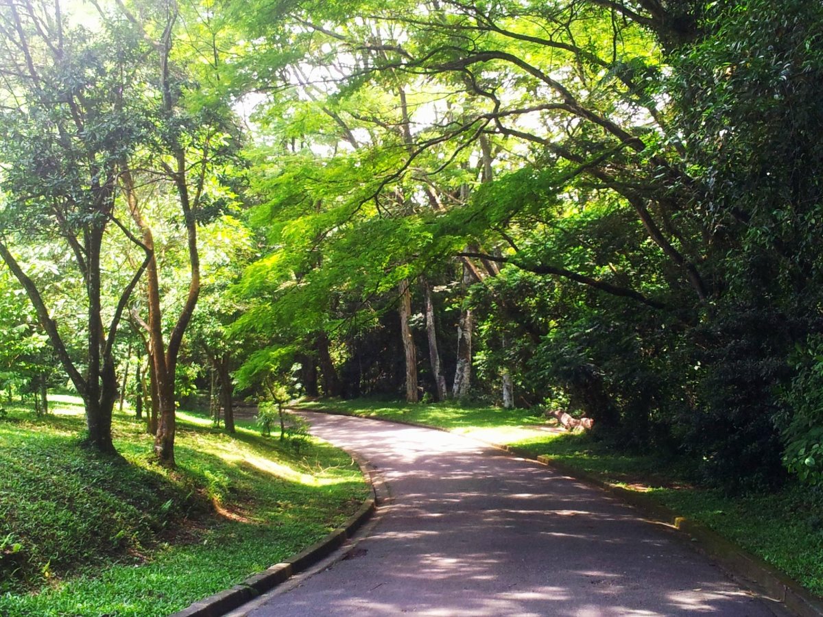 Capivaras passeando pelo Parque do Carmo, zona leste de São Paulo