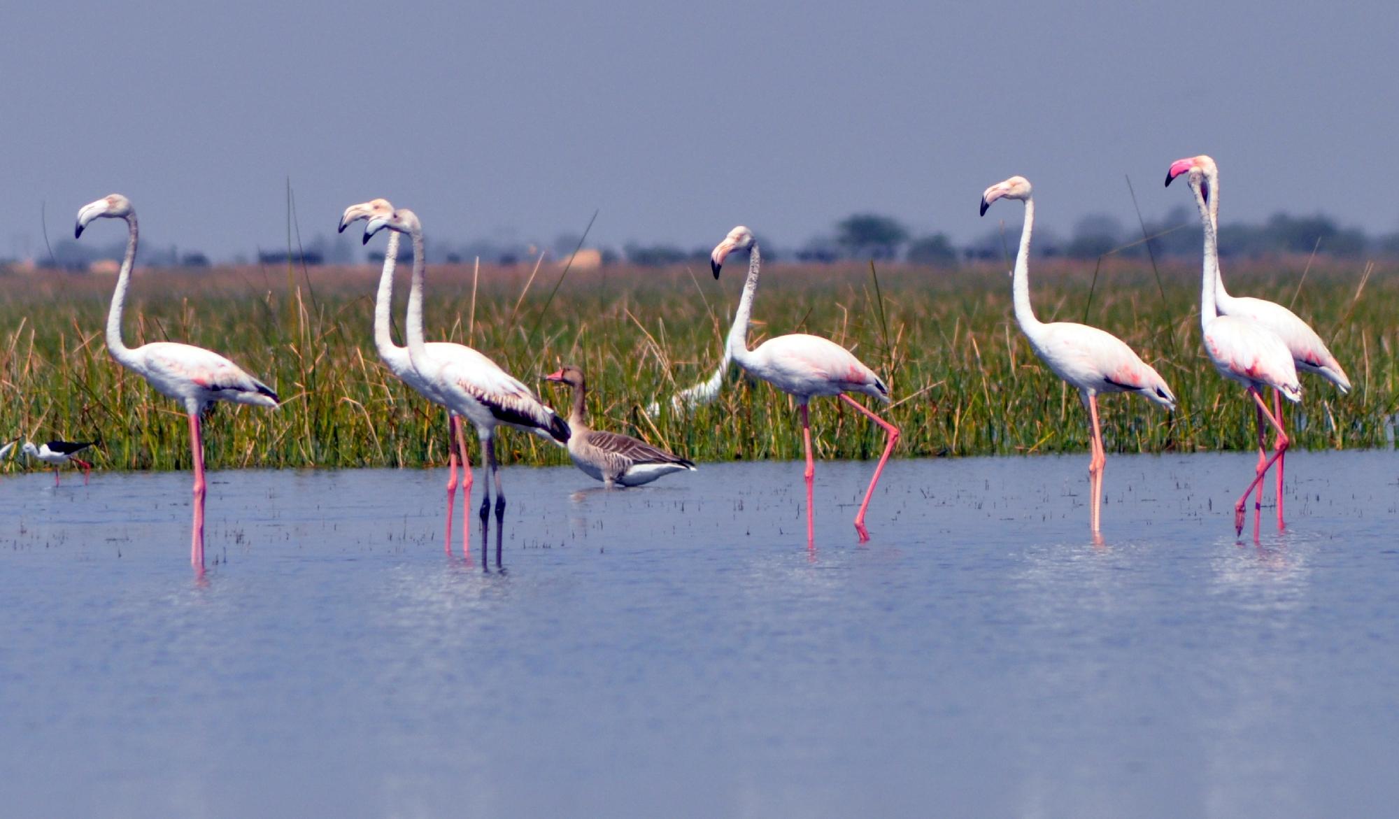 Nalsarovar Bird Sanctuary - All You Need to Know BEFORE You Go (with Photos)