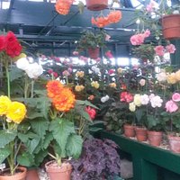 Begonia House