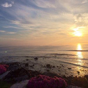 Flowers along the cliff at Libbys