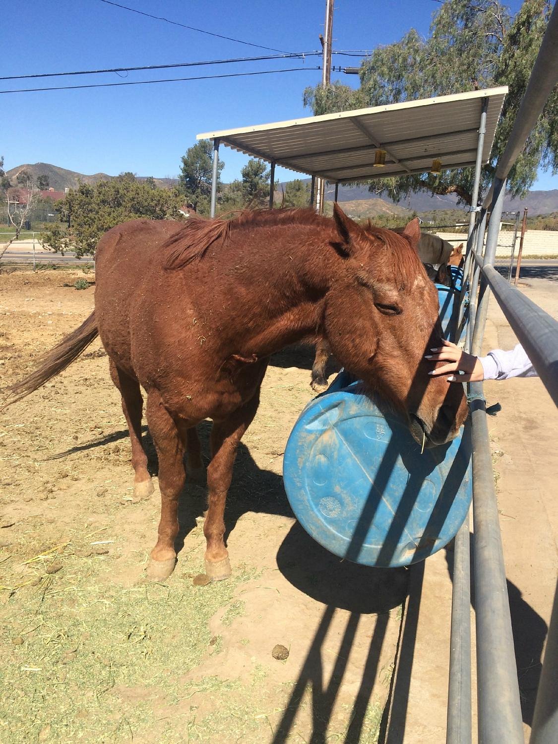 An Immersive Exotic Animal Sanctuary - Animal Tracks Inc