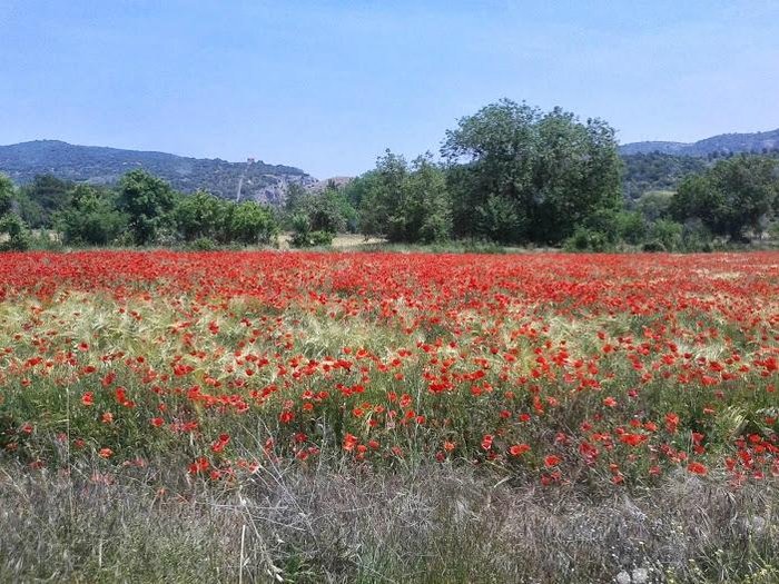 Imagen 18 de La Utrera