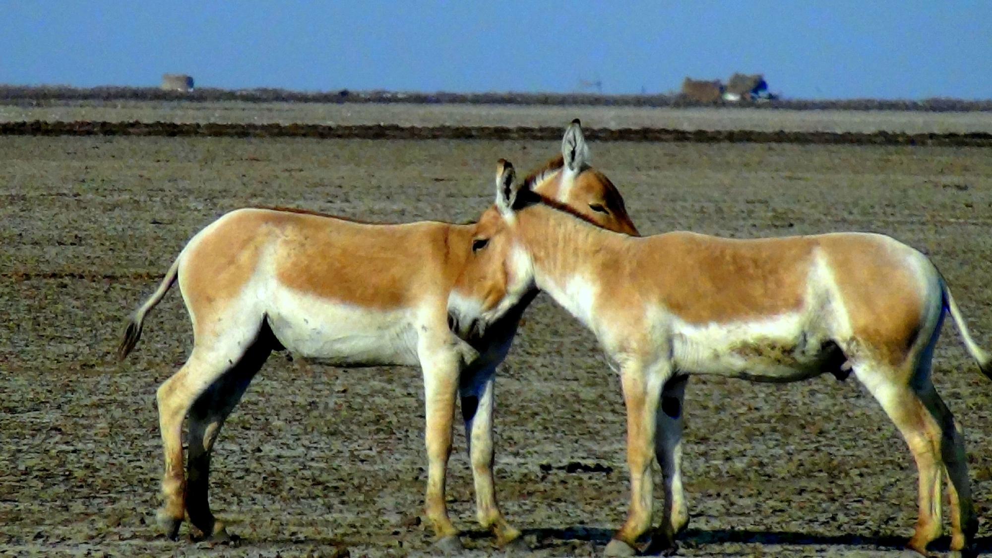 100+ Kutch Desert Wildlife Sanctuary Stock Photos, Pictures & Royalty-Free  Images - iStock