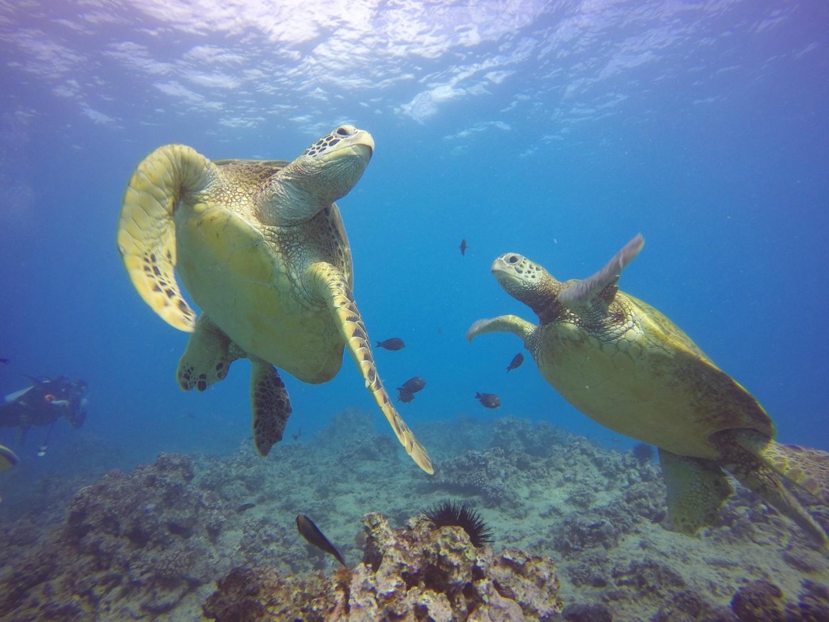 Oahu Diving - All You Need to Know BEFORE You Go (2024)