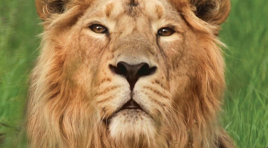 Rana one of our Asiatic Lions