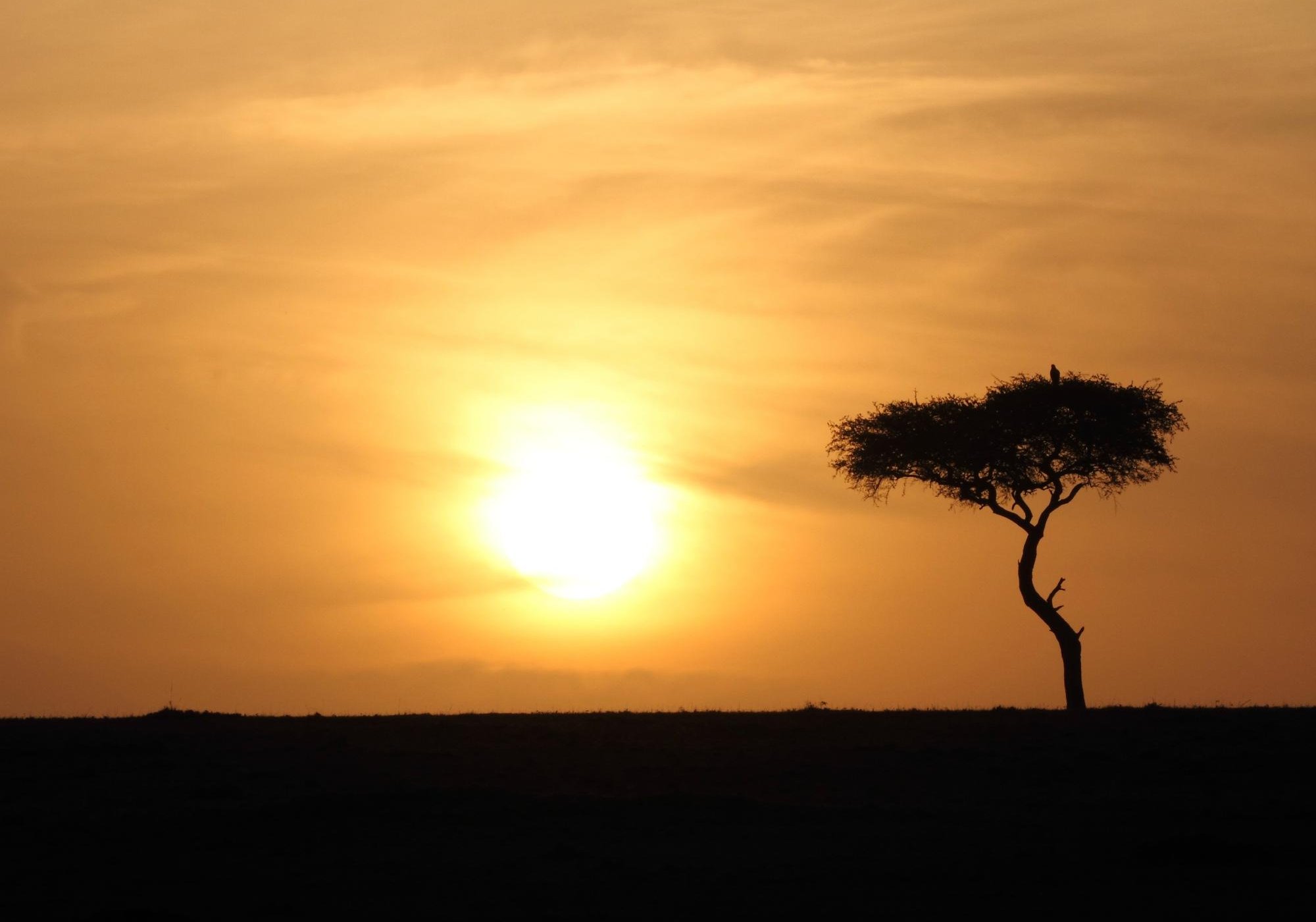 Aruba Mara Camp & Safaris by null
