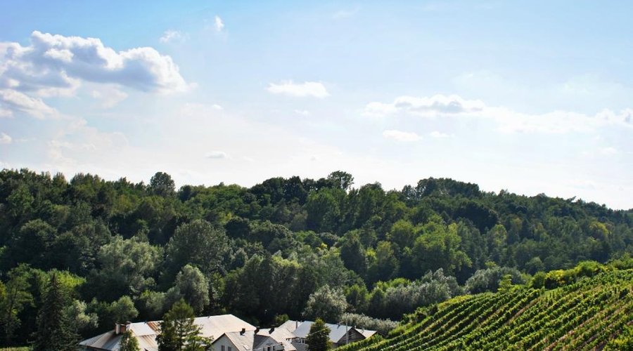 Widok na winnicę
