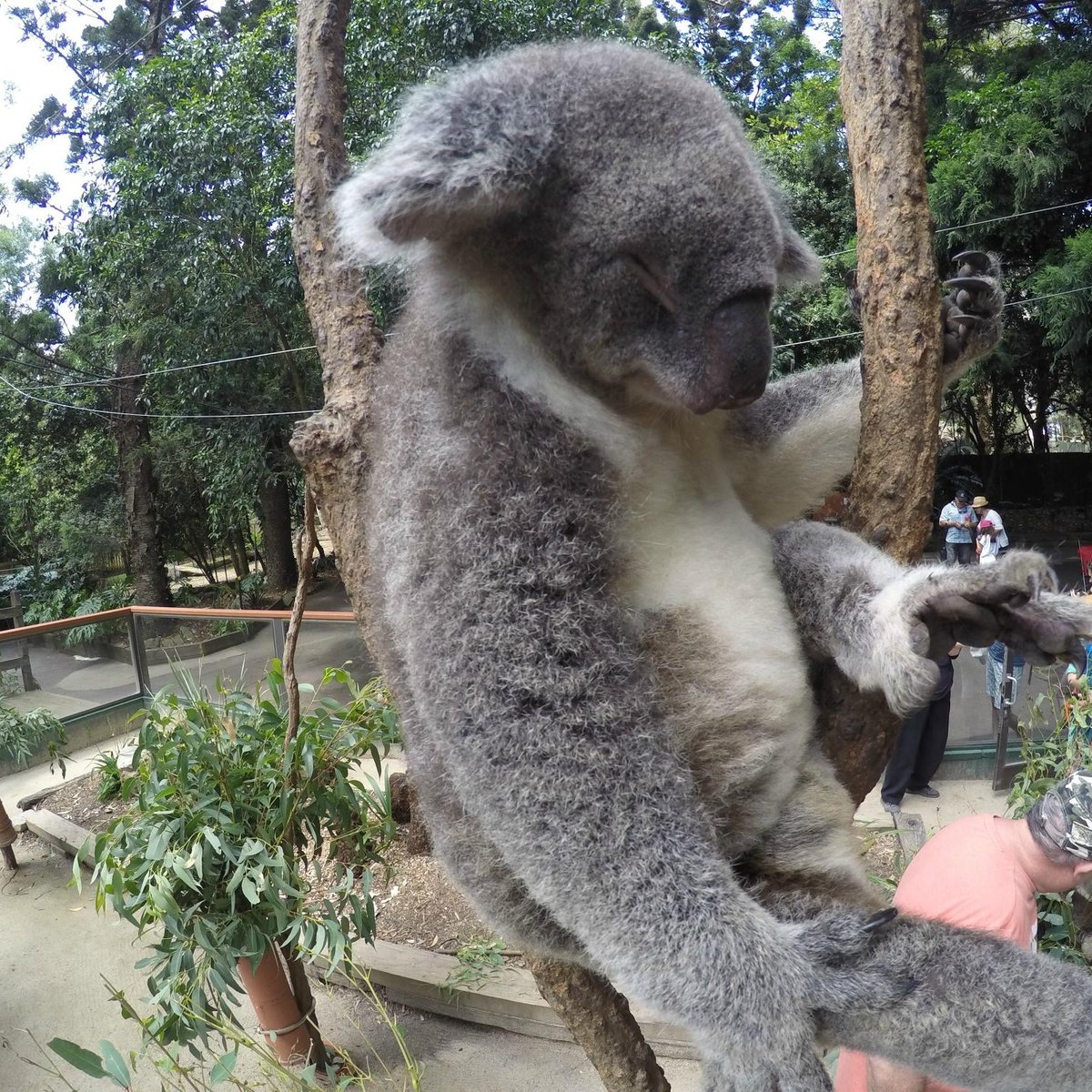 KOALA PARK SANCTUARY (West Pennant Hills) - Qué SABER antes de ir