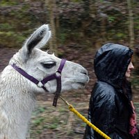 Llama trekking, still fun despite the rain.