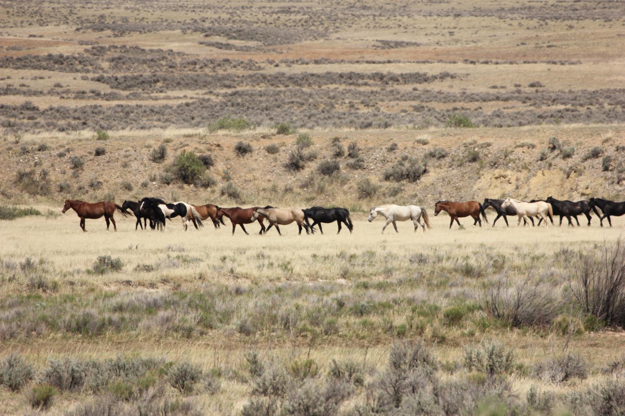 McCullough Peaks Herd Management Area (Cody) - All You Need to Know ...