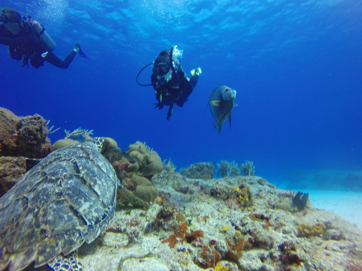 Cozumel Dive School - All You Need to Know BEFORE You Go