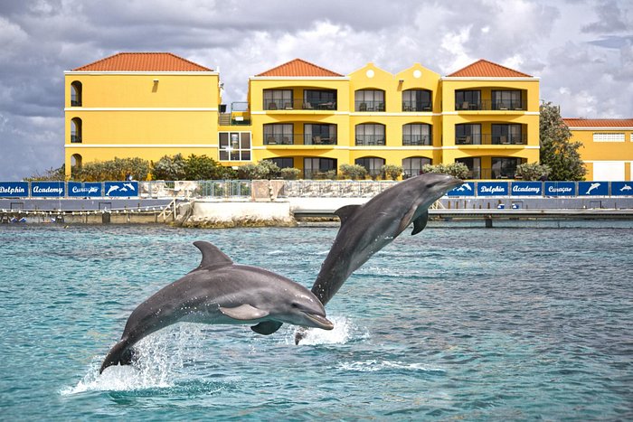 Dolphin Jumping on nice day Cornhole Boards