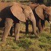 What to do and see in Addo Elephant National Park, Eastern Cape: The Best Sightseeing Tours